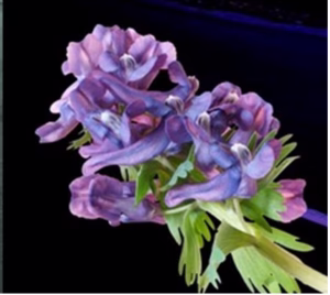 Corydalis Yanhusuo-cili