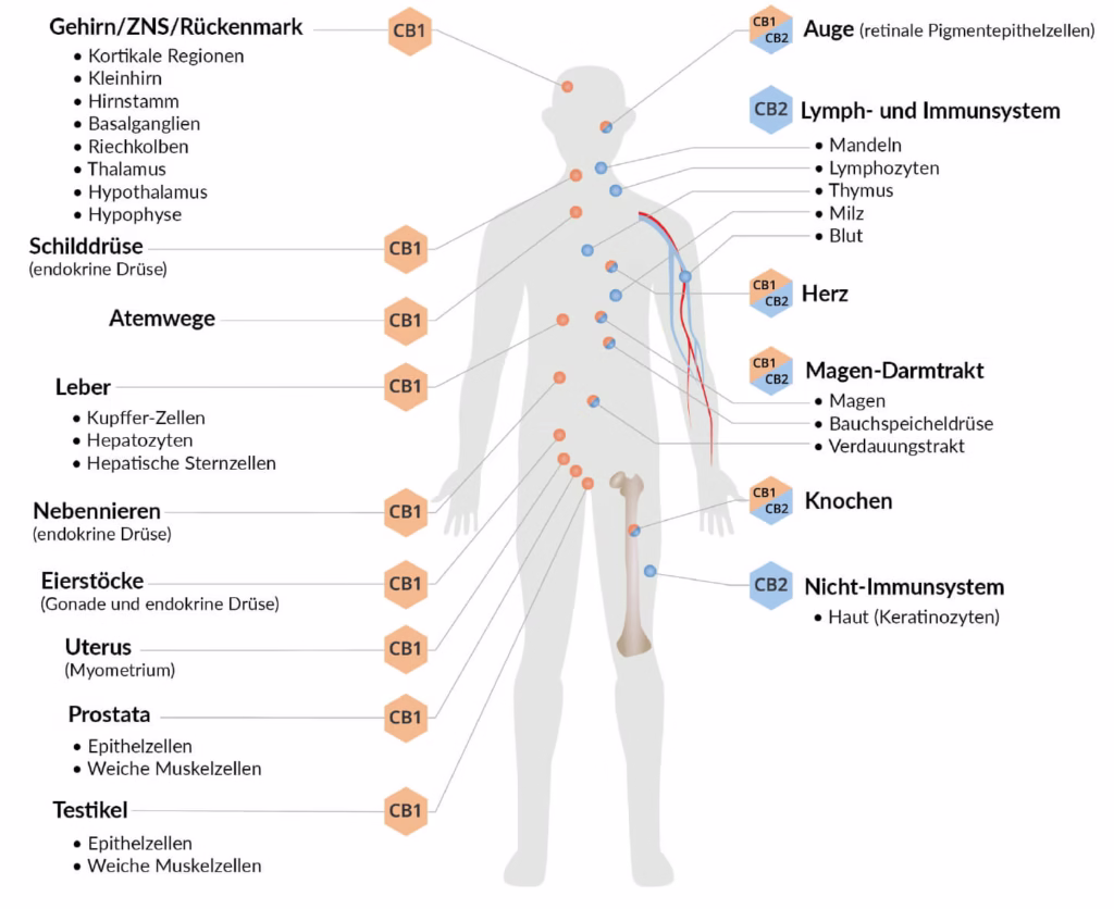cannabis-cb1-cb2-rezeptoren cannabis-cb1-cb2-rezeptoren